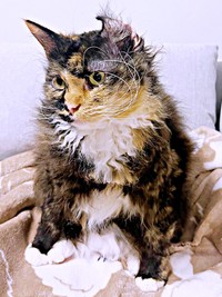 熱心にお手入れしたらーー片耳がめくれたエカちゃん（画像提供：sakosakoさん）