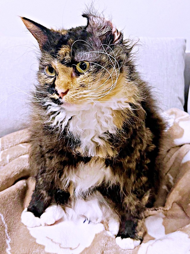 熱心にお手入れしたらーー片耳がめくれたエカちゃん（画像提供：sakosakoさん）