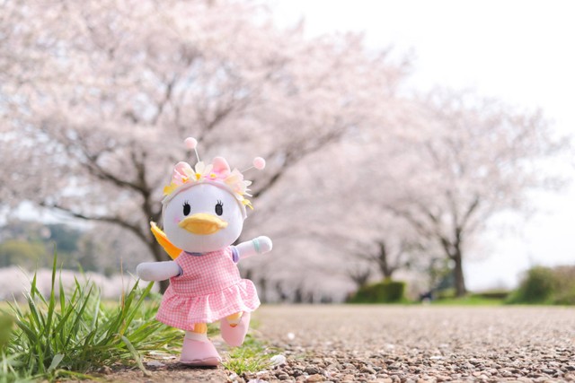 桜の木をバックにポーズを決める「ぬいもーず」のデイジー（ちぇゆさん提供）