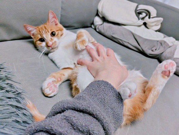 へそ天になってなでなで♡ きょとん顔のもずくくん（画像提供：mさん）