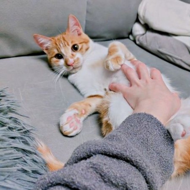 へそ天になってなでなで♡ きょとん顔のもずくくん（画像提供：mさん）