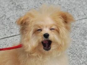 ドヤ顔でやりたい放題のポメプー　他の子と比べずに向き合ったら素直で甘えん坊に変化