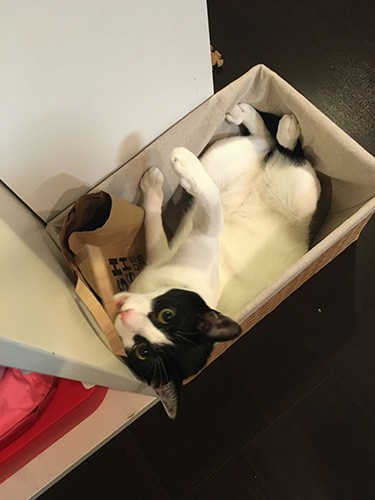 兄妹でも、エマは慎重なタイプだが、レイは誰にでもフレンドリーと、性格が違う（Sugerさん提供）