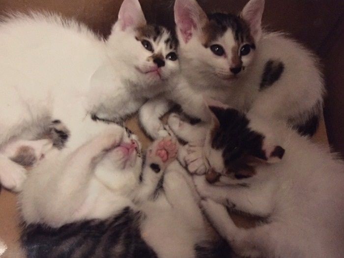 ４兄妹で保護された　（提供写真）