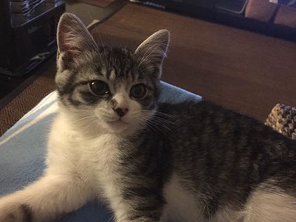 Ｏ型家族の猫のかわいがり方　これで大丈夫？