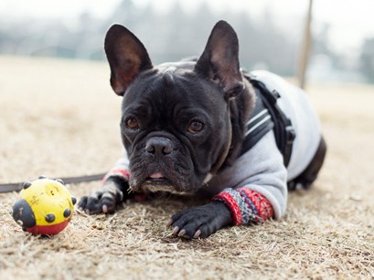 音をうしなったボブ