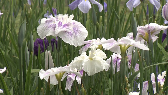紫や白など色とりどり　栗林公園でハナショウブが見ごろ　高松市