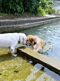 水には浸かる派のベニーくん（左）と、泳ぐ派のハリーくん（右）（画像提供：ハリーさん）