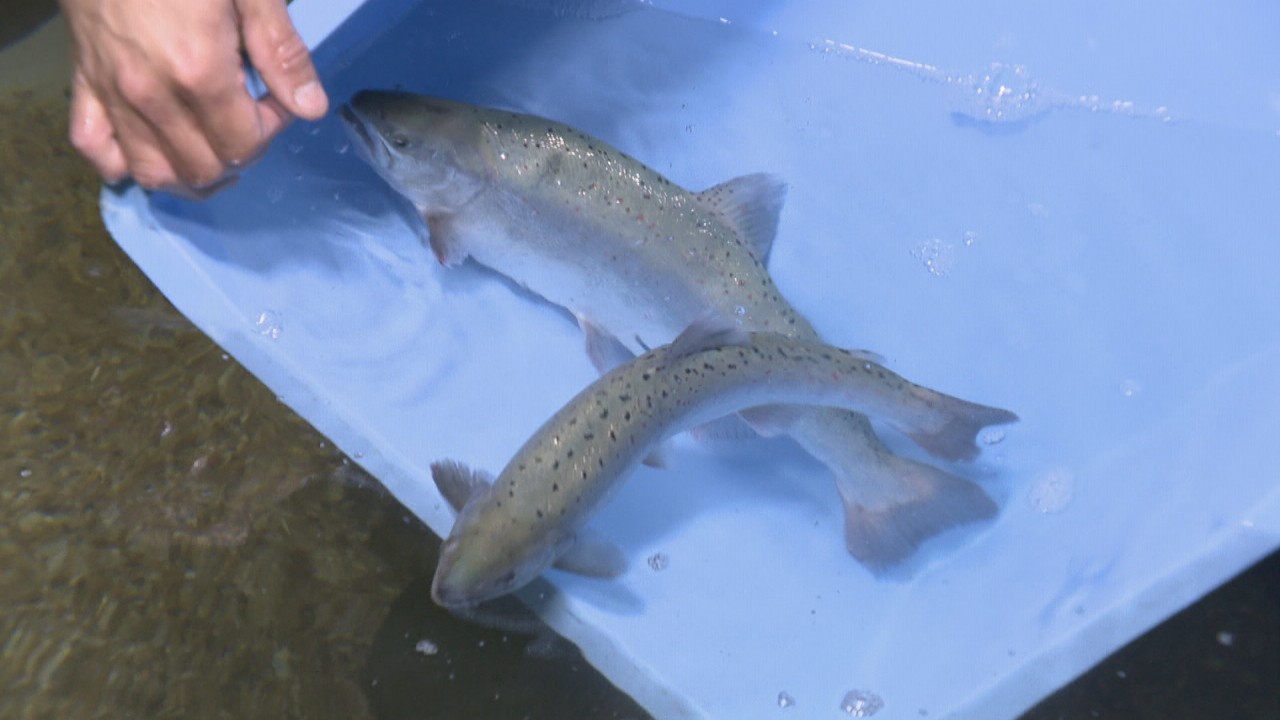 高校生が育てた ブランドサーモン が水族館を泳ぐ 新型コロナ禍で出荷できず寄贈 高松市 新屋島水族館 Ksbニュース Ksb瀬戸内海放送