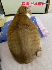 お母さんの入院を機にペットフードに加えて猫缶をもらうように＝yopichさん（@yopich_）提供
