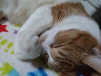 どんな夢を見ているの？＝かなたさん（@S6TXKpDov2VJIDO）提供