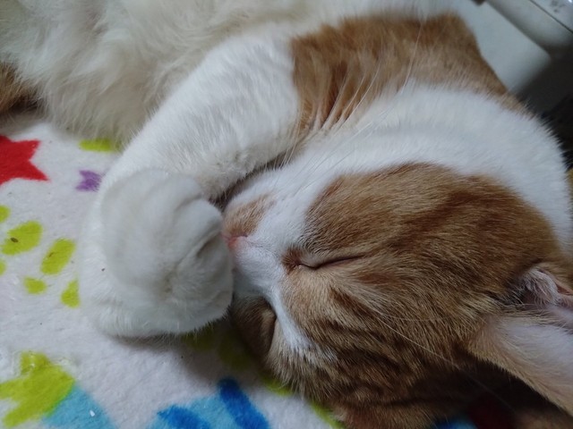 どんな夢を見ているの？＝かなたさん（@S6TXKpDov2VJIDO）提供