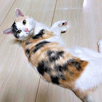 床上でゴロンと寝そべるウララちゃん（画像提供：リキペペさん）