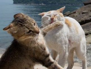 人気の猫写真家１１人の猫写真２００点が渋谷に集結　「ねこ専」