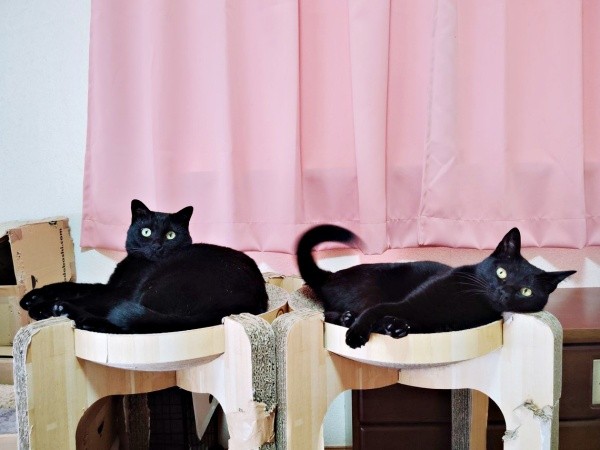 仲良しになった（左から）黒ちゃん、先住のちーちゃん（画像提供：ちよさん）