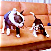 喧嘩を始める（左から）がぶくん、ぱっちくん（画像提供：がぶとぱっちさん）