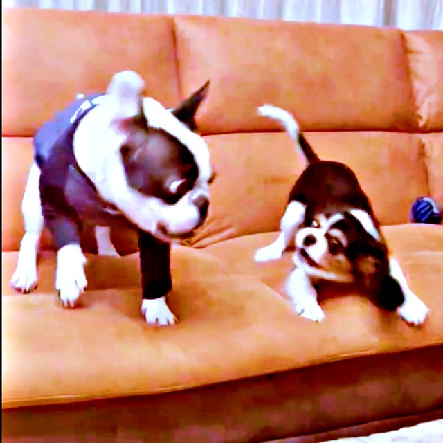 喧嘩を始める（左から）がぶくん、ぱっちくん（画像提供：がぶとぱっちさん）