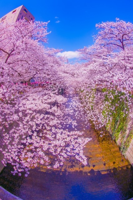 中目黒の満開の桜