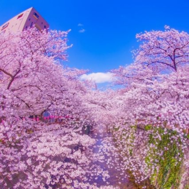 中目黒の満開の桜