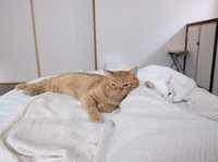 シングルベッドの上で眠る（左から）みのるちゃん、あきらちゃん（画像提供：emy@保護猫とレオパと平屋一人暮らし）