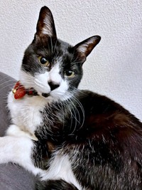 のんびりくつろぐこてつくん（画像提供：お母ちゃん こてつ ぜんさん）