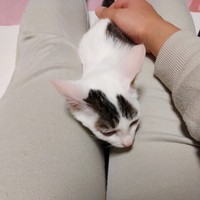 子猫時代、飼い主さんの膝上でくつろぐ半力さん（画像提供：ぽーサん（半力さんと事務員さん)さん）
