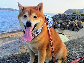 初めて海に出かけたよ　柴犬の「一太郎」