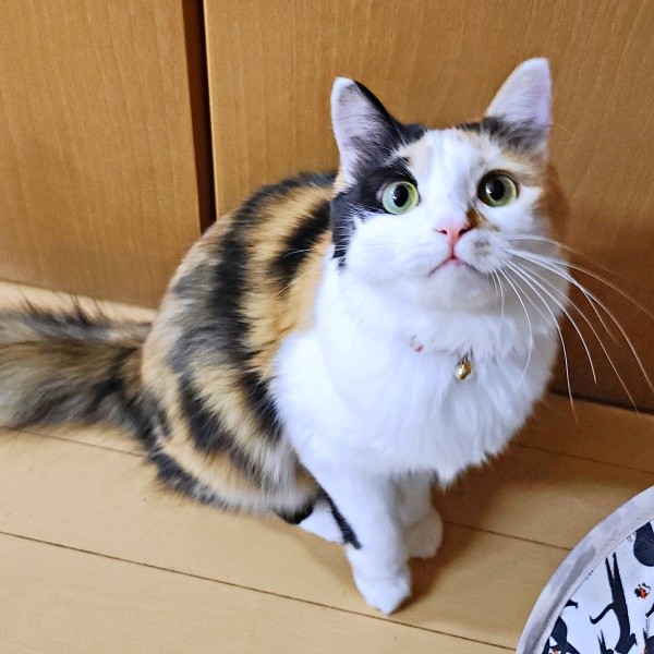 すくすくと成長し、美ニャンになったみこちゃん（画像提供：方原 刺繍屋かたはらさん）