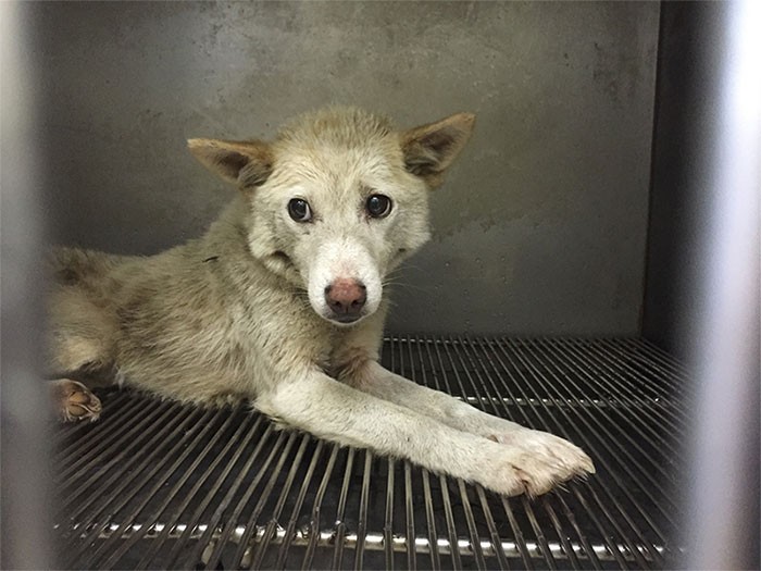 Before　不安げな目。痩せて薄汚れた身体の「幸ちゃん」のレスキュー時