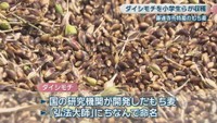 ダイシモチ