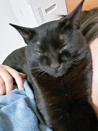 ママに甘えながら眠るすずりちゃん（画像提供：黒猫のすずりさん）