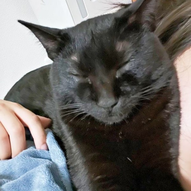 ママに甘えながら眠るすずりちゃん（画像提供：黒猫のすずりさん）