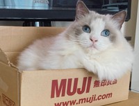 箱の中でくつろぐことらちゃん（画像提供：ことら モフドールさん）