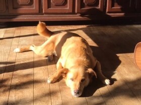 僕も家族と暮らしたいな　「パナソニック保護犬猫譲渡会」に参加予定の犬（２）