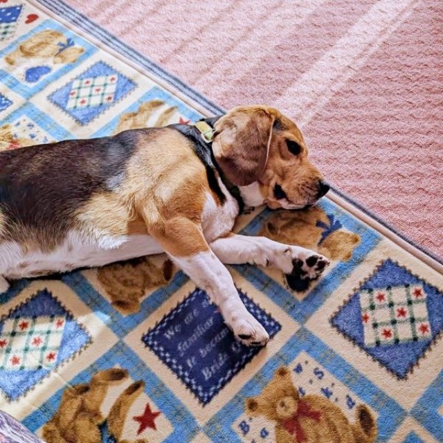 ゴロンと寝そべるしんたろうくん（画像提供：ともぞうさん）