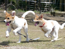 保護犬のためにドッグランを作りたい　動物臨床医学研究所がクラウドファンディング