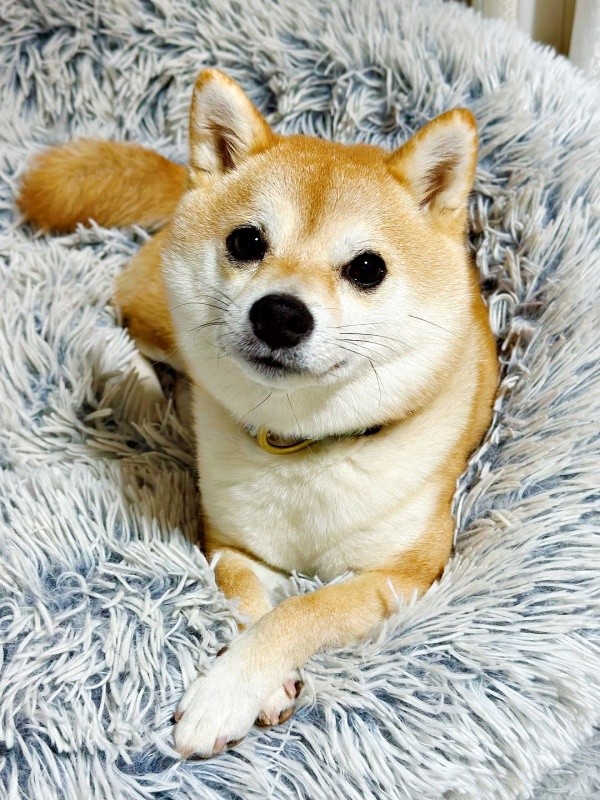 前足をクロスしたポーズが愛らしいモモちゃん（画像提供：豆柴モモさん）