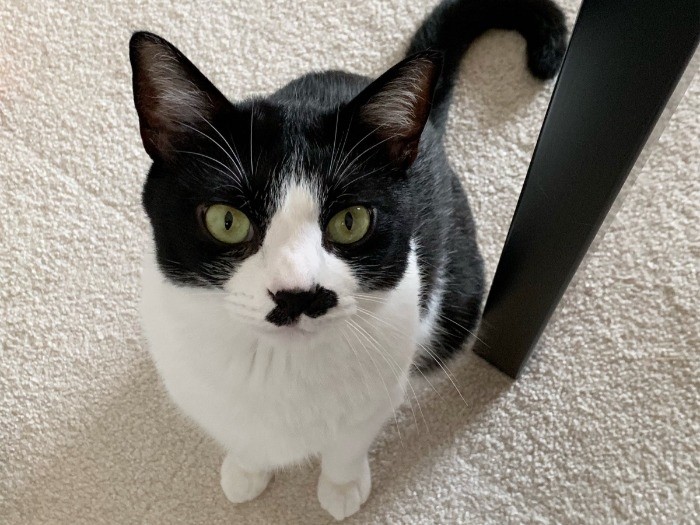 お鼻のヒゲ模様が素敵な蘭丸君　（提供写真）