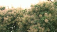 もくもくした初夏の風物詩　岡山市の高校でスモークツリーが見頃を迎える