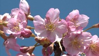 公園の河津桜が満開…暖冬の影響で1週間ほど早く咲く　香川・宇多津町