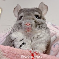 たくさん走って鼻が濃いピンク色になったプリンちゃん（画像提供：プリンさん）