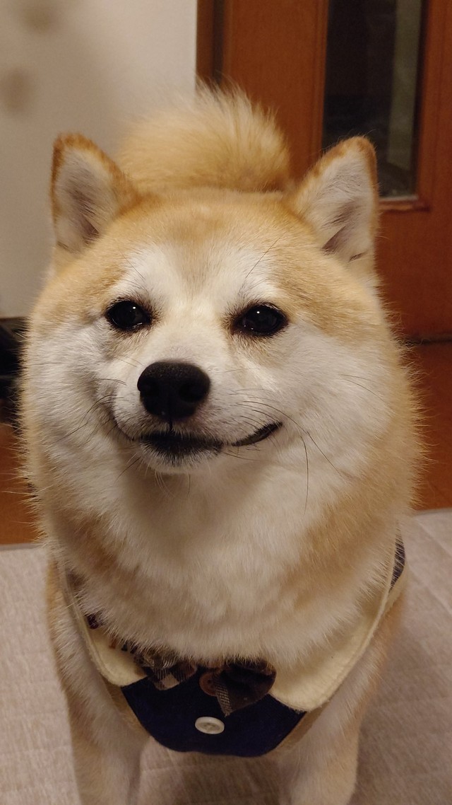 にんまりスマイルのししまるちゃん（提供：柴犬ししまるさん）