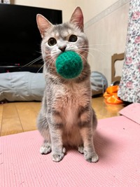 「遊ぼう！」 おもちゃをくわえた翠ちゃん（画像提供：@rhdrw.anさん）