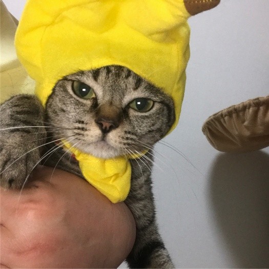 バナナの被り物はお気に召さず