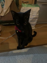 寂しがり屋のあおりちゃん。ご主人さんに保護されたという（提供写真）