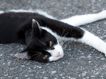 犬、猫、オウム…動物の落とし物年１０００件　 警察でエサやり