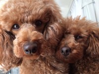 ペットを飼う際、「『医療費』のことも必ず視野に入れて」と飼い主さんでした