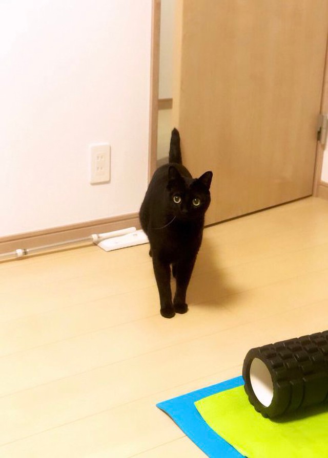 こんなにも優美な黒猫に成長しました（画像提供：黒猫のこねろくさん）