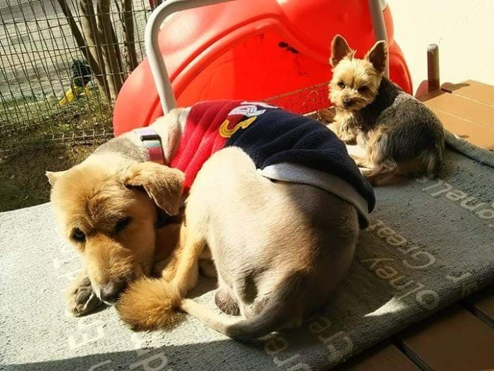 桜子お姉ちゃんは、小さいけどしっかり者なんだ