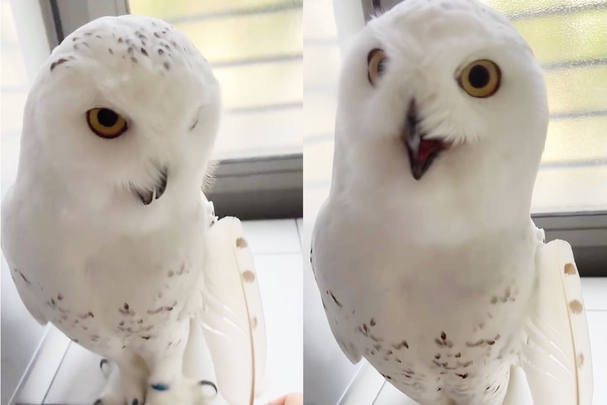 それ、ボクの……？」抜けた羽根を思わず“二度見” シロフクロウの表情